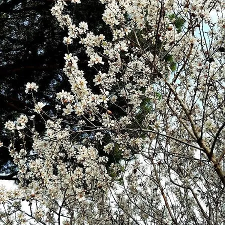 Il Mandorlo Appartement Capoliveri (Isola d'Elba)